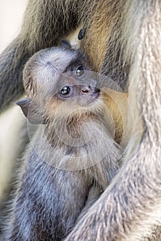 Gray Langur Monkey Presbytis entellus near Rajastan India