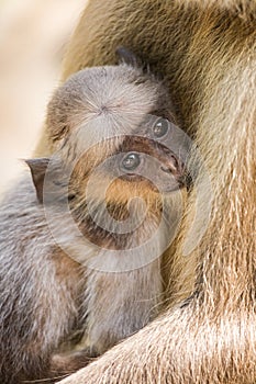 Gray Langur Monkey Presbytis entellus near Rajastan India Asia