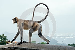 Gray Langur Monkey at Ranthambore Fort in Northern India.