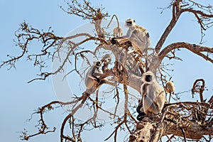 Gray langur monkey on the tree near Savitri Mata temple on Ratnagiri hills in Pushkar. India