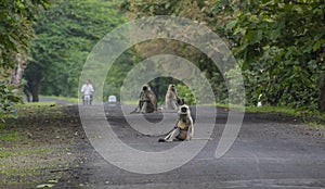 Gray Langur Monkeys