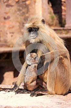 Gray langur (Semnopithecus dussumieri) with a baby sitting at Ra