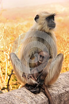 Gray langur (Semnopithecus dussumieri) with a baby sitting at Ra