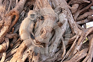 Gray langur (Semnopithecus dussumieri) sitting in a big tree, Ra