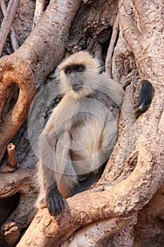 Gray langur (Semnopithecus dussumieri) sitting in a big tree, Ra