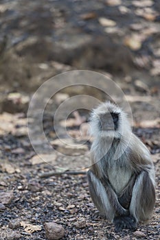 Gray langur, Semnopithecus ,