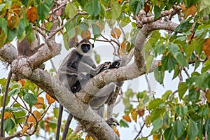 Gray langur or Semnopithecus priam thersites sits on tree