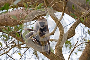 Gray langur or Semnopithecus priam thersites sits on tree