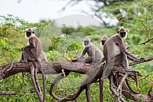 Gray langur or Semnopithecus priam thersites sits on tree