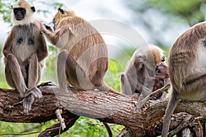 Gray langur or Semnopithecus priam thersites sits on tree