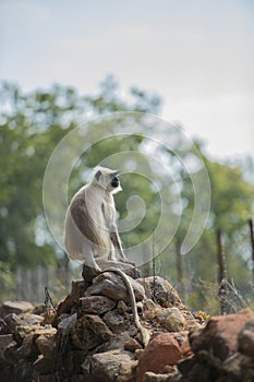 Gray langur, Semnopithecus , sitting on stone wall,