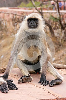 Gray langur sitting in Jaigarh Fort near Jaipur, Rajasthan, India