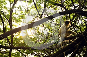 Gray Langur