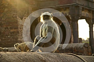 Gray langur in temple