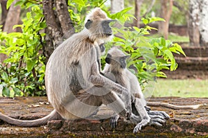 Gray langurs or Hanuman langurs, the most widespread langurs of the Indian Subcontinent, are a group of Old World monkeys,