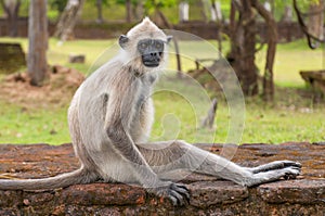 Gray langurs or Hanuman langurs, the most widespread langurs of the Indian Subcontinent, are a group of Old World monkeys,