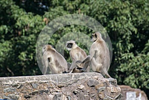 Gray langurs or Hanuman langurs sitting on rampart