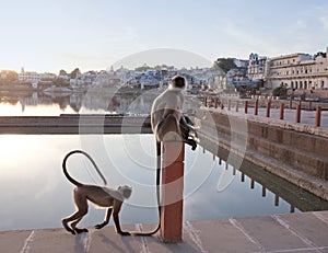 Gray langurs or Hanuman langurs on the Varaha ghat in Pushkar, India