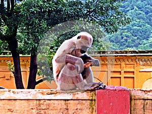 Gray langurs a.k.a Hanuman langurs in Rishikesh, India