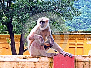 Gray langurs a.k.a Hanuman langurs in Rishikesh, India