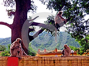 Gray langurs a.k.a Hanuman langurs in Rishikesh, India