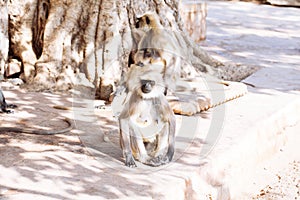 Gray langurs monkey. India