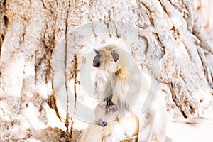 Gray langurs monkey. India