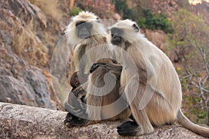 Gray langurs (Semnopithecus dussumieri) with a baby sitting at R