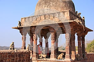 Gray langurs (Semnopithecus dussumieri) playing at Ranthambore F