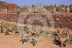 Gray langurs (Semnopithecus dussumieri) playing at Ranthambore F