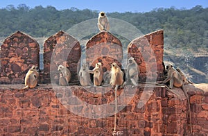 Gray langurs (Semnopithecus dussumieri) sitting at Ranthambore F photo