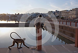 Gray langurs on the Varaha ghat in Pushkar, Rajasthan, India. It is a pilgrimage site for Hindus and Sikhs