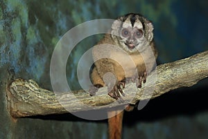 Gray-legged night monkey