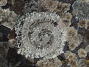 Gray lichen growing on a rock