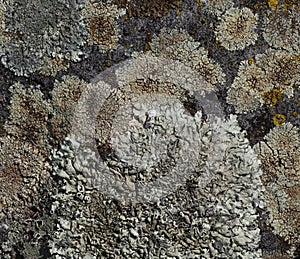 Gray lichen growing on a rock