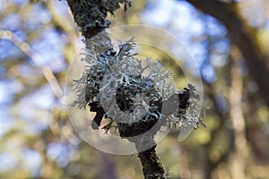 Gray lichen, oak moss, evernia prunastri