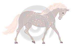 Gray light horse with many small spots.