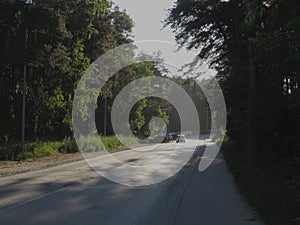 Gray light road surrounded by green summer trees, bushes and grass, illuminated by the rising golden sun