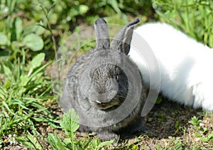 Gray little bunny in green grass in the summer garden