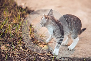 Gray little Cat sitting on the dirt rural road. Selective focus macro shot with shallow DOF