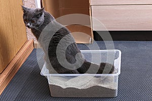 Gray little kitten sits in a tray. Toilet with Clumping Cat Litter.