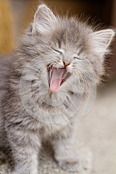 Gray little kitten yawns - cat photo