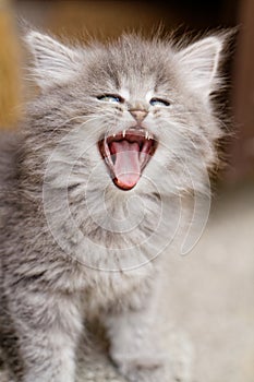 Gray little kitten yawns - cat photo