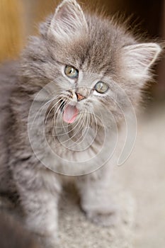 Gray little kitten yawns - cat photo