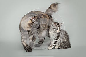 Gray little striped kitten and mother cat on studio background.