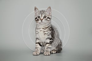 Gray little striped kitten on a studio background.