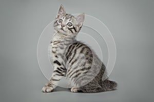 Gray little striped kitten on a studio background.