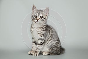 Gray little striped kitten on a studio background.