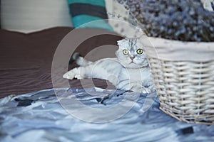 Gray lop-eared cat on the bed next to a basket of flowers.