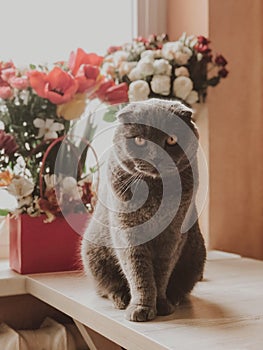 Gray lop-eared cat on a table with flowers in the background. Mustachioed pet.